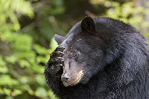 Black bear (Ursus americanus) scratching its head. Clayoquot Sound, Vancouver Island Black bear (Ursus americanus) scratching its head. Clayoquot Sound, Vancouver Island