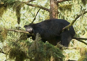 Anan Creek Collection: Black Bear (Ursus americanus) sleeping in a Sitka Spruce tree (Picea sitchensis)