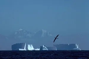 Black browed albatross flying over iceberg {Thalassarche melanophrys} South Georgia Black browed albatross flying over iceberg {Thalassarche melanophrys} South Georgia