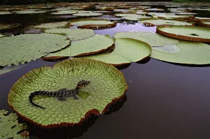 Black caiman {Caiman niger} juvenile on Royal water lily pad (Victoria amazonica Black caiman {Caiman niger} juvenile on Royal water lily pad (Victoria amazonica
