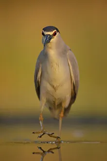 Black-capped Night heron (Nycticorax nycticorax) at fish farm pond Black-capped Night heron (Nycticorax nycticorax) at fish farm pond