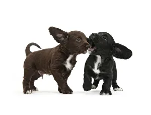 Black and chocolate Cocker Spaniel puppies play-fighting, against white background Black and chocolate Cocker Spaniel puppies play-fighting, against white background