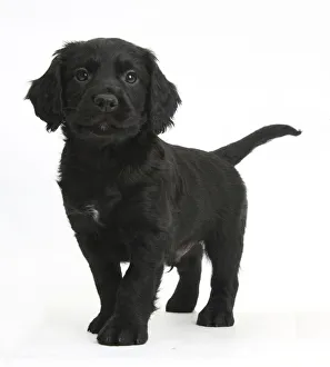 Black Cocker Spaniel puppy standing, against white background Black Cocker Spaniel puppy standing, against white background