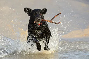 Black flat-coated retriever dog splashing in water and retrieving stick (Canis familiaris) Black flat-coated retriever dog splashing in water and retrieving stick (Canis familiaris)