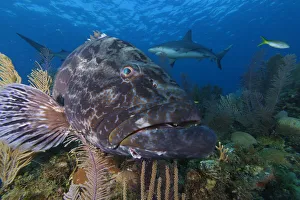 Black grouper (Mycteroperca bonaci), and Caribbean Reef Shark (Carcharhinus perezi) Black grouper (Mycteroperca bonaci), and Caribbean Reef Shark (Carcharhinus perezi)