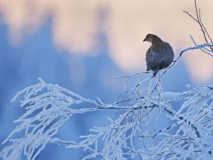 Black Grouse female (Lyrurus tetrix) perched on frost covered branch, Suomussalmi Finland Black Grouse female (Lyrurus tetrix) perched on frost covered branch, Suomussalmi Finland