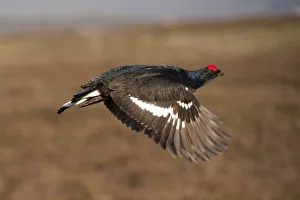 Black grouse (Tetrao tetrix) male in flight at lek, Cairngorms NP, Grampian, Scotland Black grouse (Tetrao tetrix) male in flight at lek, Cairngorms NP, Grampian, Scotland