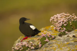 Black guillemot (Cepphus grylle) in breeding plumage perched on a boulder, Shetland Isles Black guillemot (Cepphus grylle) in breeding plumage perched on a boulder, Shetland Isles