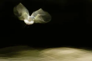Black-headed gull (Chroicocephalus ridibundus) in flight, artistically blurred photograph Black-headed gull (Chroicocephalus ridibundus) in flight, artistically blurred photograph