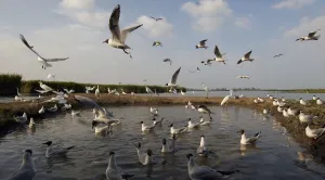 Black-headed gull (Chroicocephalus ridibundus) large flock at water, Pusztaszer, Hungary Black-headed gull (Chroicocephalus ridibundus) large flock at water, Pusztaszer, Hungary
