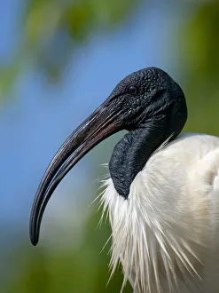 Black-headed Ibis / Oriental Ibis (Threskiornis melanocephalus), Karnataka, India Black-headed Ibis / Oriental Ibis (Threskiornis melanocephalus), Karnataka, India