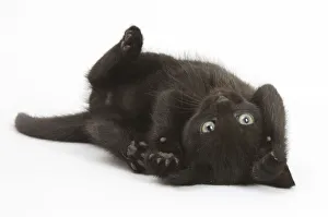 Black kitten, 7 weeks, rolling on its back Black kitten, 7 weeks, rolling on its back