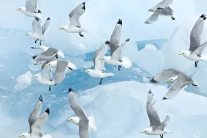 Black legged kittiwakes (Rissa tridactyla) in flight over ice, Kungsfjord, Svalbard Black legged kittiwakes (Rissa tridactyla) in flight over ice, Kungsfjord, Svalbard