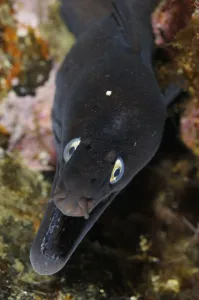 Black moray (Muraena augusti) with mouth open, Pico and Faial, Azores, Portugal Black moray (Muraena augusti) with mouth open, Pico and Faial, Azores, Portugal