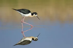 Black-necked Stilt (Himantopus mexicanus), foraging in water, with reflection, Bear Black-necked Stilt (Himantopus mexicanus), foraging in water, with reflection, Bear