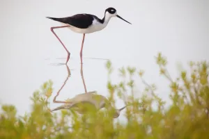 Black-necked Stilt (Himantopus mexicanus) walking, Ria Lagartos Biosphere Reserve Black-necked Stilt (Himantopus mexicanus) walking, Ria Lagartos Biosphere Reserve