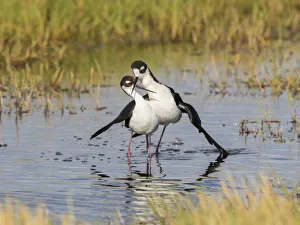 Black-necked stilts (Himantopus mexicanus) pair performing post-copulatory display Black-necked stilts (Himantopus mexicanus) pair performing post-copulatory display