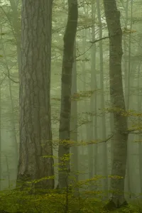 Black pine (Pinus nigra) and Beech trunks in mist, Crna Poda Natural Reserve, Tara Canyon Black pine (Pinus nigra) and Beech trunks in mist, Crna Poda Natural Reserve, Tara Canyon