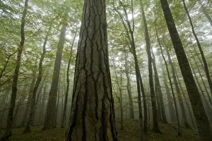 Black pines (Pinus nigra) and Beech trees in mist, Crna Poda Natural Reserve, Tara Canyon Black pines (Pinus nigra) and Beech trees in mist, Crna Poda Natural Reserve, Tara Canyon