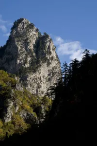 Black pines (Pinus nigra) growing on top of Gradinski Kuk, Tara Canyon, Durmitor NP Black pines (Pinus nigra) growing on top of Gradinski Kuk, Tara Canyon, Durmitor NP