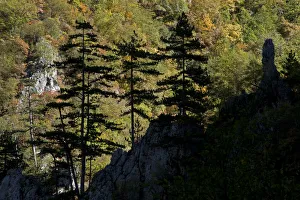 Black pines (Pinus nigra) growing on rock ridge, silhouetted against Beech forest Black pines (Pinus nigra) growing on rock ridge, silhouetted against Beech forest