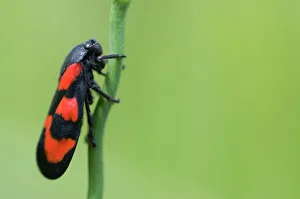 Black and red froghopper (Cercopis vulnerata) on plant stem, Liechtenstein, June 2009 Black and red froghopper (Cercopis vulnerata) on plant stem, Liechtenstein, June 2009