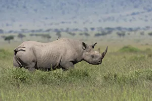 Black rhino (Diceros bicornis) male, Masai-Mara Game Reserve, Kenya Black rhino (Diceros bicornis) male, Masai-Mara Game Reserve, Kenya