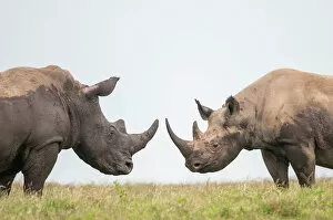 Rhinoceros Collection: Black rhino (Diceros bicornis) and White Rhino (Ceratotherium simum) bulls facing off