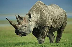 Black rhino portrait {Diceros bicornis} Ngorongoro NR, Tanzania Black rhino portrait {Diceros bicornis} Ngorongoro NR, Tanzania