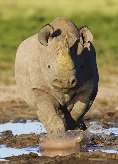 Black rhinoceros {Diceros bicornis} head on, walking through mud, Etosha national park Black rhinoceros {Diceros bicornis} head on, walking through mud, Etosha national park