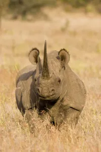 Black Rhinoceros {Diceros bicornis} with oxpecker foraging in ear, Kenya Black Rhinoceros {Diceros bicornis} with oxpecker foraging in ear, Kenya