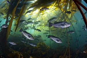Black rockfish (Sebastes melanops) in bull kelp (Nereocystis luetkeana), Browning Pass Black rockfish (Sebastes melanops) in bull kelp (Nereocystis luetkeana), Browning Pass