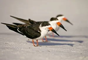 Black skimmers (Rynchops niger), three in non-breeding plumage on beach, Fort De Soto Park, St Black skimmers (Rynchops niger), three in non-breeding plumage on beach, Fort De Soto Park, St