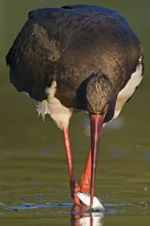 Black sotork (Ciconia nigra) with fish in beak, Elbe Biosphere Reserve, Lower Saxony Black sotork (Ciconia nigra) with fish in beak, Elbe Biosphere Reserve, Lower Saxony