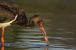 Black stork (Ciconia nigra) feeding on fish, Elbe Biosphere Reserve, Lower Saxony Black stork (Ciconia nigra) feeding on fish, Elbe Biosphere Reserve, Lower Saxony