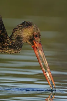Black stork (Ciconia nigra) feeding on fish, Elbe Biosphere Reserve, Lower Saxony Black stork (Ciconia nigra) feeding on fish, Elbe Biosphere Reserve, Lower Saxony