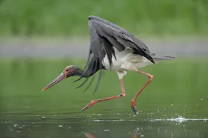 Black stork (Ciconia nigra) landing in water, Elbe Biosphere Reserve, Lower Saxony Black stork (Ciconia nigra) landing in water, Elbe Biosphere Reserve, Lower Saxony