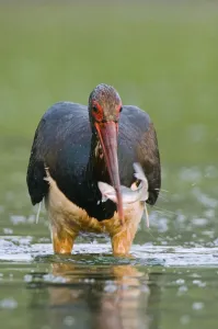 Black stork (Ciconia nigra) wading, catching fish in beak, Elbe Biosphere Reserve Black stork (Ciconia nigra) wading, catching fish in beak, Elbe Biosphere Reserve