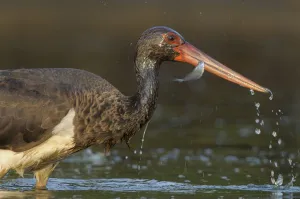Black stork (Ciconia nigra) wading with fish in beak, Elbe Biosphere Reserve, Lower Saxony Black stork (Ciconia nigra) wading with fish in beak, Elbe Biosphere Reserve, Lower Saxony