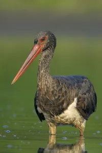 Black stork (Ciconia nigra) wading portrait, Elbe Biosphere Reserve, Lower Saxony Black stork (Ciconia nigra) wading portrait, Elbe Biosphere Reserve, Lower Saxony