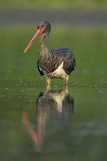 Black stork (Ciconia nigra) wading in river, Elbe Biosphere Reserve, Lower Saxony Black stork (Ciconia nigra) wading in river, Elbe Biosphere Reserve, Lower Saxony
