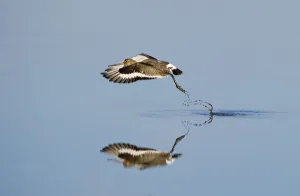 Black-tailed godwit (Limosa limosa) taking off from tidal pool, Snettisham RSPB reserve Black-tailed godwit (Limosa limosa) taking off from tidal pool, Snettisham RSPB reserve