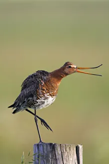 Black tailed godwit (Limosa limosa) standing on one leg on post calling, Texel, Netherlands Black tailed godwit (Limosa limosa) standing on one leg on post calling, Texel, Netherlands