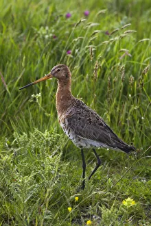 Black-tailed godwit (Limosa limosa) Texel, Netherlands, May 2009 Black-tailed godwit (Limosa limosa) Texel, Netherlands, May 2009