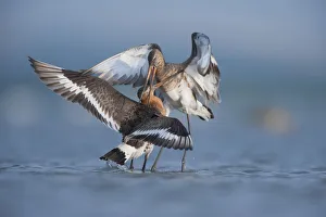 Black tailed godwits (Limosa Limosa) fighting, Lake Belau, Moldova, June Black tailed godwits (Limosa Limosa) fighting, Lake Belau, Moldova, June