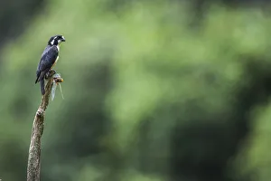 2018 june highlights/black thighed falconet microhierax fringillarius 2018 june highlights/black thighed falconet microhierax fringillarius