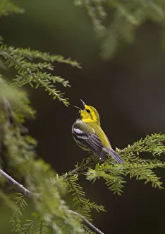 Black-throated Green Warbler (Dendroica virens), male in breeding plumage singing Black-throated Green Warbler (Dendroica virens), male in breeding plumage singing