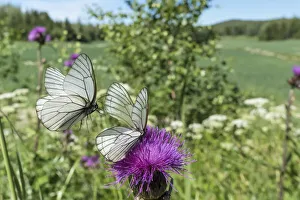 Black-veined white (Aporia crataegi) butterfly pair, in flight and nectaring on Thistle Black-veined white (Aporia crataegi) butterfly pair, in flight and nectaring on Thistle