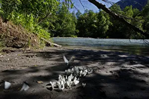 Black veined white butterflies (Aporia crataegi) on the bank of the Arkhyz River Black veined white butterflies (Aporia crataegi) on the bank of the Arkhyz River