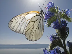 Black veined white butterfly (Aporia crataegi) feeding on Vipers bugloss (Echium Black veined white butterfly (Aporia crataegi) feeding on Vipers bugloss (Echium